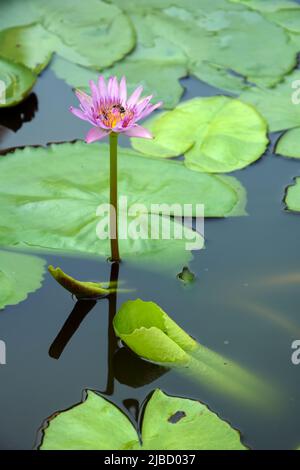 Fiore di giglio d'acqua nel Parco Nazionale delle Everglades Foto Stock