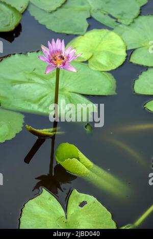 Fiore di giglio d'acqua nel Parco Nazionale delle Everglades Foto Stock