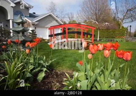 Tulipa rossa - tulipani e passerella in legno sullo stagno di fronte giardino cortile in primavera. Foto Stock