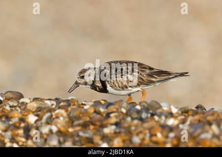 Ruddy Turnstone (Arenaria interpres) piumaggio invernale adulto con insetto in becco sulla spiaggia di ghiaia, Suffolk, Inghilterra, maggio Foto Stock