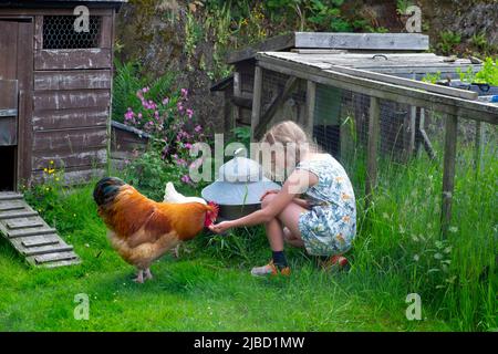 Ragazza 8 inginocchiato in giardino di campagna esterno guardando giù tenendo fuori mano che alimenta cockerel e gallina bianca nel Carmarthenshshire Galles Regno Unito KATHY DEWITT Foto Stock