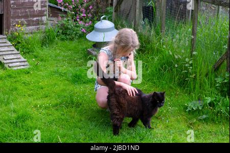 Ragazza 8 gatto amante inginocchiarsi in giardino di campagna esterno guardando verso il basso stroking nero soffice norvegese foresta gatto Carmarthenshire Galles UK KATHY DEWITT Foto Stock