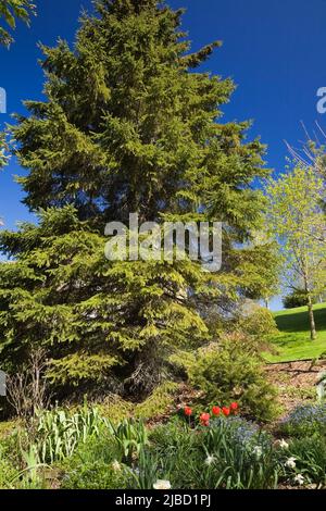 Fiori misti tra cui Tulipa rosso - Tulipani al confine con albero sempreverde di conifere nel giardino cortile in primavera. Foto Stock
