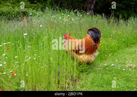 Pollo galletto di galletto all'aperto nel prato di fiori selvatici in grani lunghi all'esterno nel giardino rurale di campagna Carmarthenshire Galles Regno Unito KATHY DEWITT Foto Stock