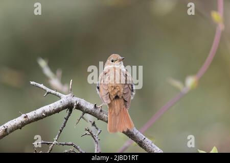 Comune Nightingale (Luscinia megarhynchos) maschio adulto arroccato sul ramo, Suffolk, Inghilterra, maggio Foto Stock