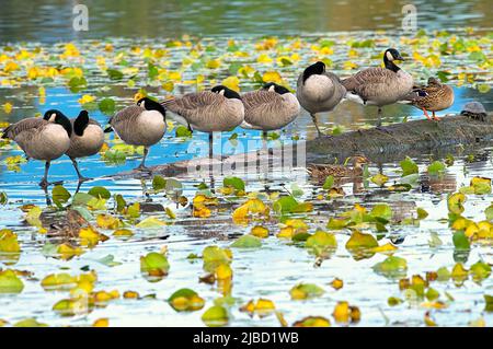 Una fila di oche del Canada (Branta canadensis) che dormono su un ceppo tra gigli d'acqua. Foto Stock