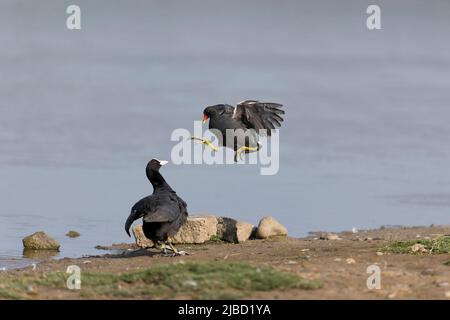 Moorhen (Gallinula chloropus) adulto attaccante Coot eurasiatico (Fulica atra) adulto, Suffolk, Inghilterra, giugno Foto Stock