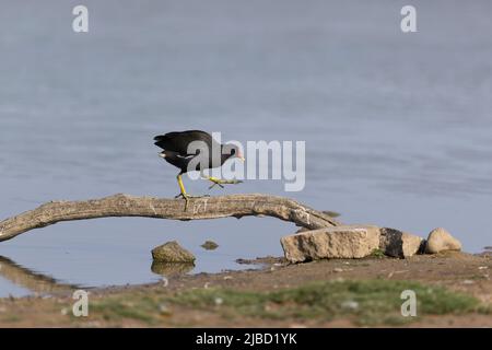 Moorhen (Gallinula chloropus) adulto che cammina sul ramo caduto, Suffolk, Inghilterra, giugno Foto Stock