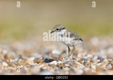 Ringed Plover (Charadrius hiaticula) pulcino in piedi sulla spiaggia di ghiaia, Suffolk, Inghilterra, giugno Foto Stock