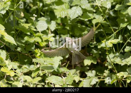 Garden Warbler Sylvia borin, volo adulto, Suffolk, Inghilterra, giugno Foto Stock