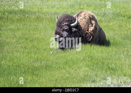 American Bison, bisonte, adagiato sull'erba del prato nel parco nazionale di Yellowstone, Wyoming, USA. Maestoso animale selvaggio del Nord America. Foto Stock