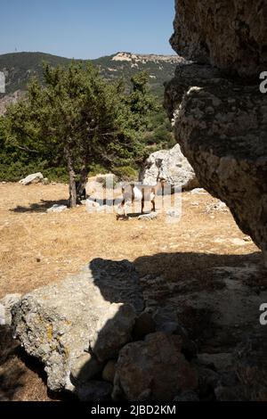 Capra marrone bianca macchiata sull'isola di Kos Foto Stock
