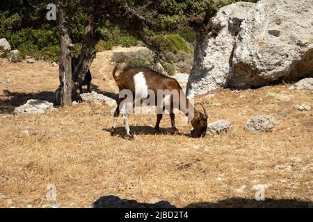 Capra marrone bianca macchiata sull'isola di Kos Foto Stock