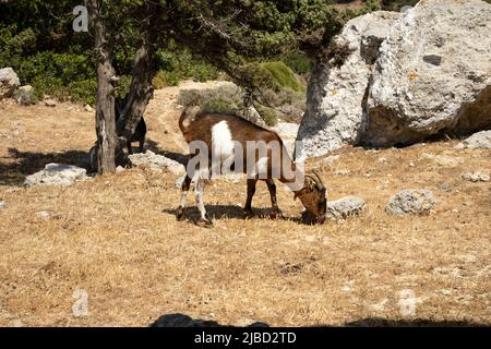 Capra marrone bianca macchiata sull'isola di Kos Foto Stock