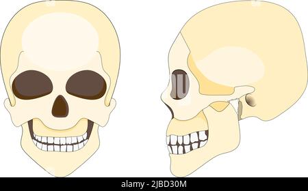 Cranio umano e mandibola. Vista frontale e laterale. Illustrazione vettoriale Illustrazione Vettoriale