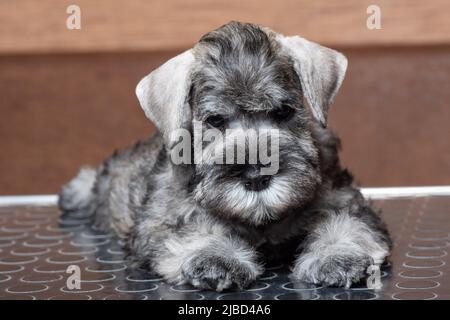 Un piccolo puppy bearded in miniatura schnauzer che giace sul tavolo di grooming e vi guarda. Foto Stock