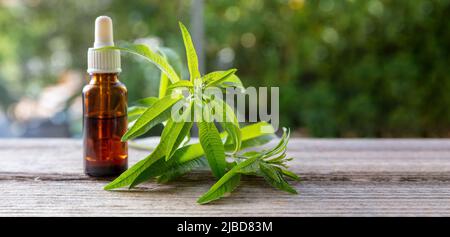 Olio essenziale di erbe di verbena di limone. Pianta aromatica e terapeutica, striscione, spazio di copia. Aloysia citrodora tisana e aromaterapia, uso omeopatia. Foto Stock