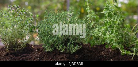 Erbe medicinali per uso culinario. Timo o timo, origano e salato o satureja aromatico fresco, piante terapeutiche nel terreno, vista ravvicinata, banner Foto Stock