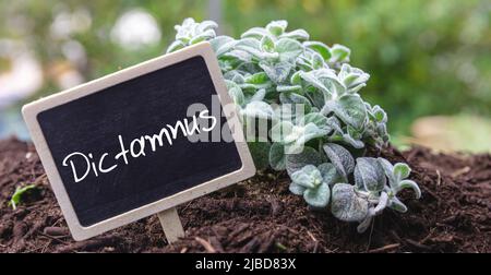 Diktamos greco, cittany cretese selvatico terapeutico e pianta aromatica e etichetta di testo. Erba di Dictamnus Origanum, luppolo maggiorano nel terreno, vista ravvicinata Foto Stock