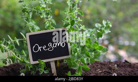 Erbe culinarie origano, piante aromatiche e terapeutiche e etichetta di testo. Origanum vulgare, maggiorana selvaggia o dolce nel terreno, vista ravvicinata. Foto Stock