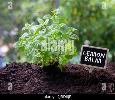 Limone balsamo erbe aromatiche e etichetta di testo. Melissa officinalis pianta ingrediente di acqua carmelitana nel suolo, vista ravvicinata. Foto Stock