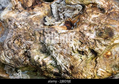 Vista astratta del legno di driftwood con una stretta profondità di campo. Foto Stock