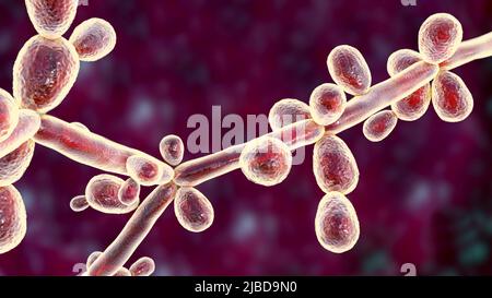 Candida tropicalis lieviti, illustrazione Foto Stock