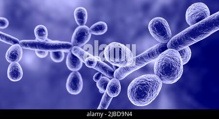 Candida tropicalis lieviti, illustrazione Foto Stock