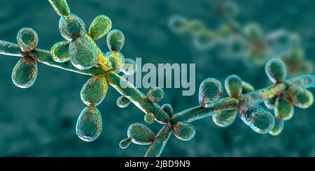 Candida tropicalis lieviti, illustrazione Foto Stock