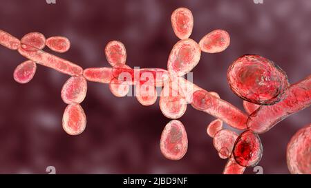 Candida tropicalis lieviti, illustrazione Foto Stock