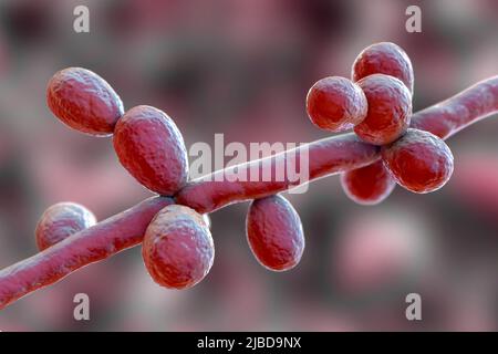 Candida tropicalis lieviti, illustrazione Foto Stock