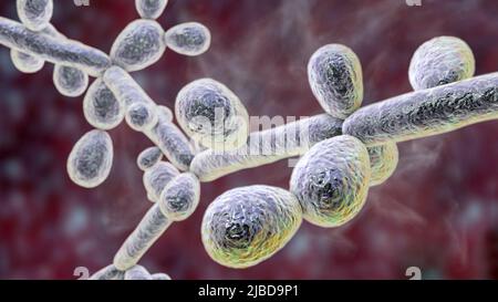 Candida tropicalis lieviti, illustrazione Foto Stock