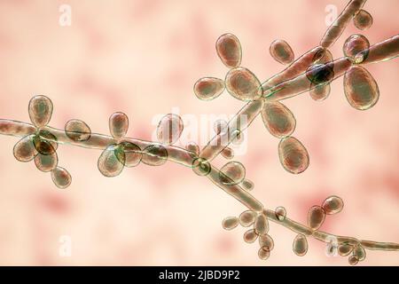 Candida tropicalis lieviti, illustrazione Foto Stock