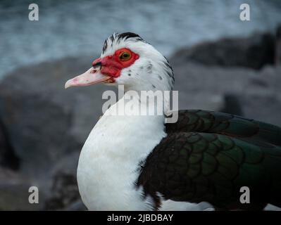 Un ritratto di un'anatra moscovita Foto Stock