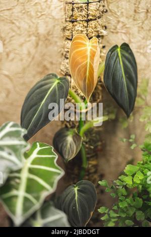 Nuova foglia di giovane pianta Philodendron Melanochrysum che cresce su un palo di muschio tra altre piante Foto Stock