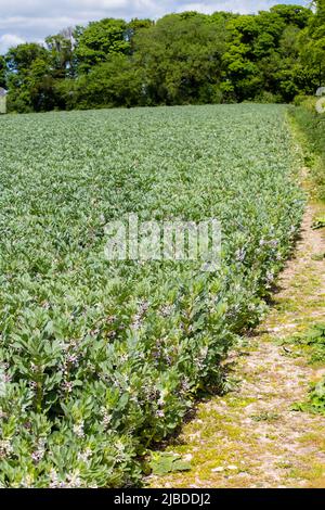 Piante di fagiolo che crescono in un campo di fattoria, Hampshire, Inghilterra Foto Stock