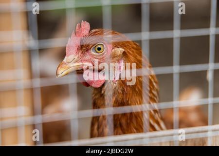 Colpo di testa a fuoco selettivo di un pollo marrone ISA che guarda attraverso la mesh di una gallina coop, visto sfocato in primo piano. Profilo con becco, pettine e occhio. Foto Stock