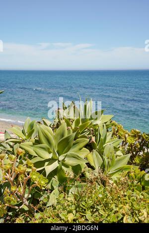 Agave attenuata, coda di leone, collo di cigno, o coda di volpe, con il mare mediterraneo dietro, Spagna. Foto Stock