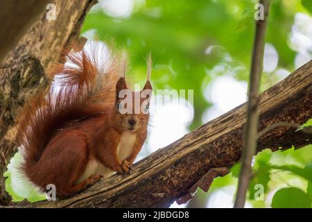 Curioso scoiattolo rosso sul ramo dell'albero Foto Stock