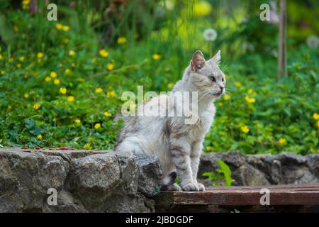 Divertente gatto randagio sul banco del parco. Animali della città in estate Foto Stock