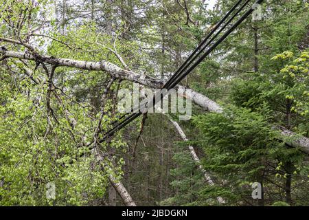 La natura materna causa gravi interruzioni e interruzioni di corrente nelle comunità rurali, poiché gli alberi vengono sradicati e abbattono le linee elettriche aeree durante la tempesta. Foto Stock
