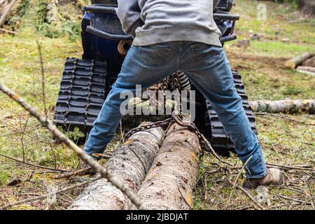 La metà inferiore di un operatore manuale è vista dal retro, indossando jeans denim e jumper grigio. Avvolgere le catene intorno ai tronchi di alberi tritati pronti per il traino. Foto Stock