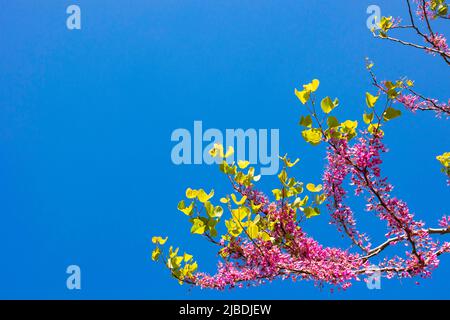 Fiori rosa e foglie di judas albero isolato su chiaro cielo sfondo blu. Judas albero o erguvan o cercis siliquastrum in primavera. Fiore di primavera. Foto Stock