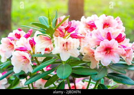 Bianco brillante e rosa Rhodendron Hybridum Hania fiori fioritura con foglie verdi in giardino in primavera. Foto Stock