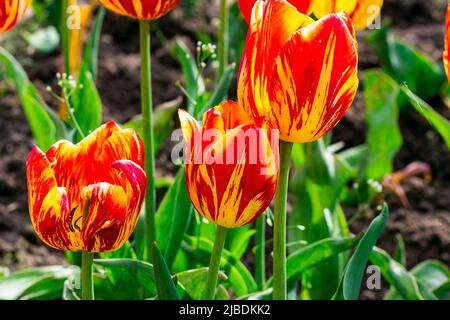 Fiori di tulipano in fiore rosso, arancio e giallo sul campo in primavera. Foto Stock