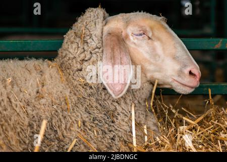 Merinolandschaf o razza Merino di pecora domestica in penna di fattoria. Questa razza è nota anche come Wurttemberger. Messa a fuoco selettiva. Foto Stock