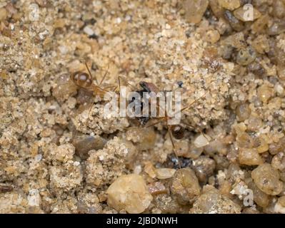 due formiche gialle pazze mangiano morte volano sulla sabbia Foto Stock