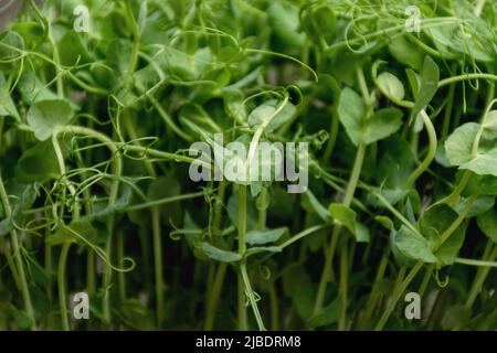 Fuoco selettivo morbido tessuto di germogli di piselli verdi microfredi. Il concetto di vegan e di alimentazione sana. Germinazione di semi a casa. Alimentazione o dieta sana. Spazio di copia. Foto Stock