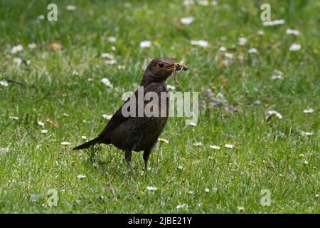 blackbird femmina su un prato con insetti diversi nel suo becco Foto Stock