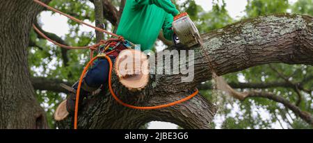 Uomo che taglia un albero seduto su un grande ramo di albero mentre usando una motosega primo piano. Foto Stock